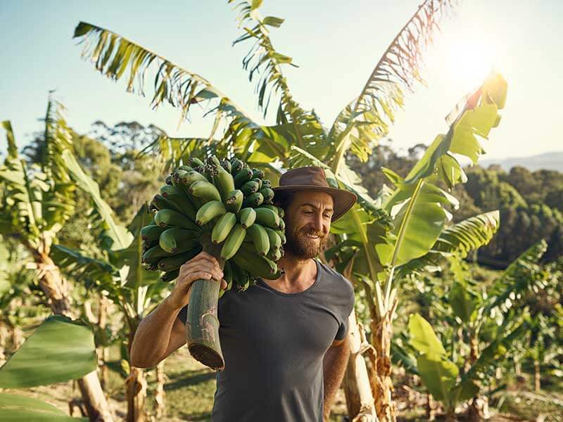 Man carrying freshly harvested bananas on his back. 